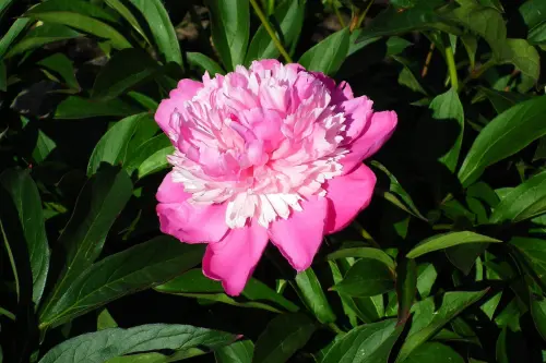 Peonia: quando piantarla e come coltivarla