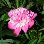 Peonia: quando piantarla e come coltivarla