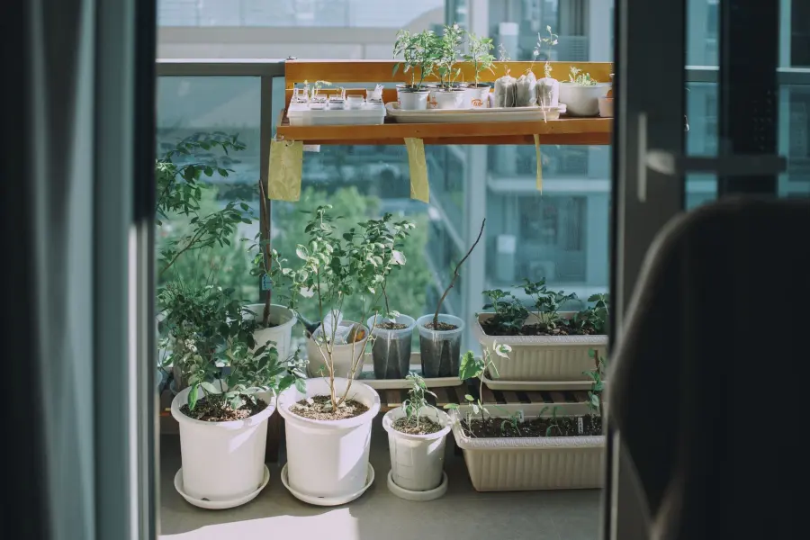 Kit orto sul balcone: guida completa per iniziare