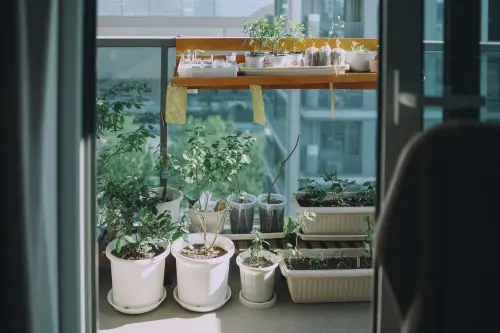 Kit orto sul balcone: guida completa per iniziare