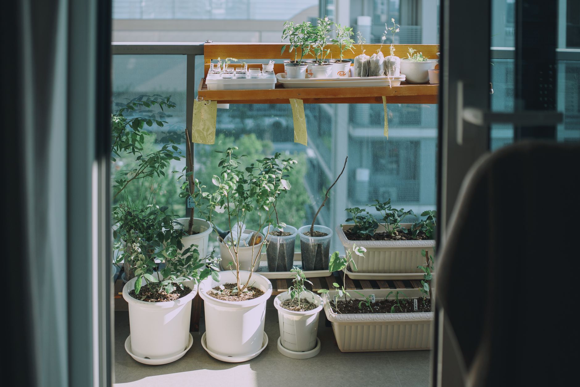 Kit orto sul balcone: guida completa per iniziare
