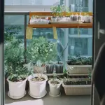 Kit orto sul balcone: guida completa per iniziare