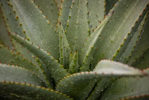 Aloe vera: come coltivare la pianta e usare il gel