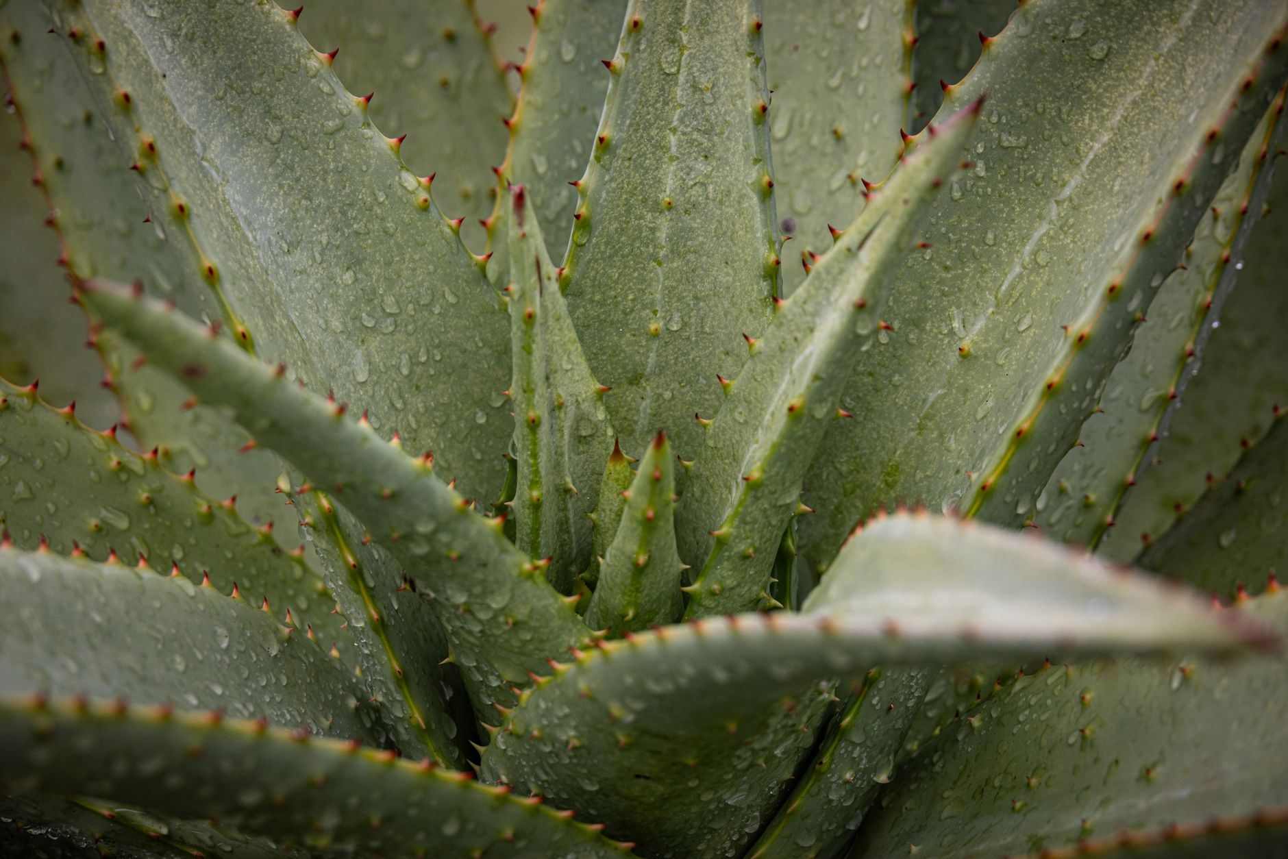 Aloe vera: come coltivare la pianta e usare il gel
