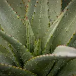 Aloe vera: come coltivare la pianta e usare il gel