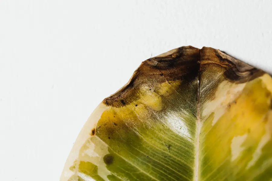 Fumaggine rimedi naturali: cause e soluzioni