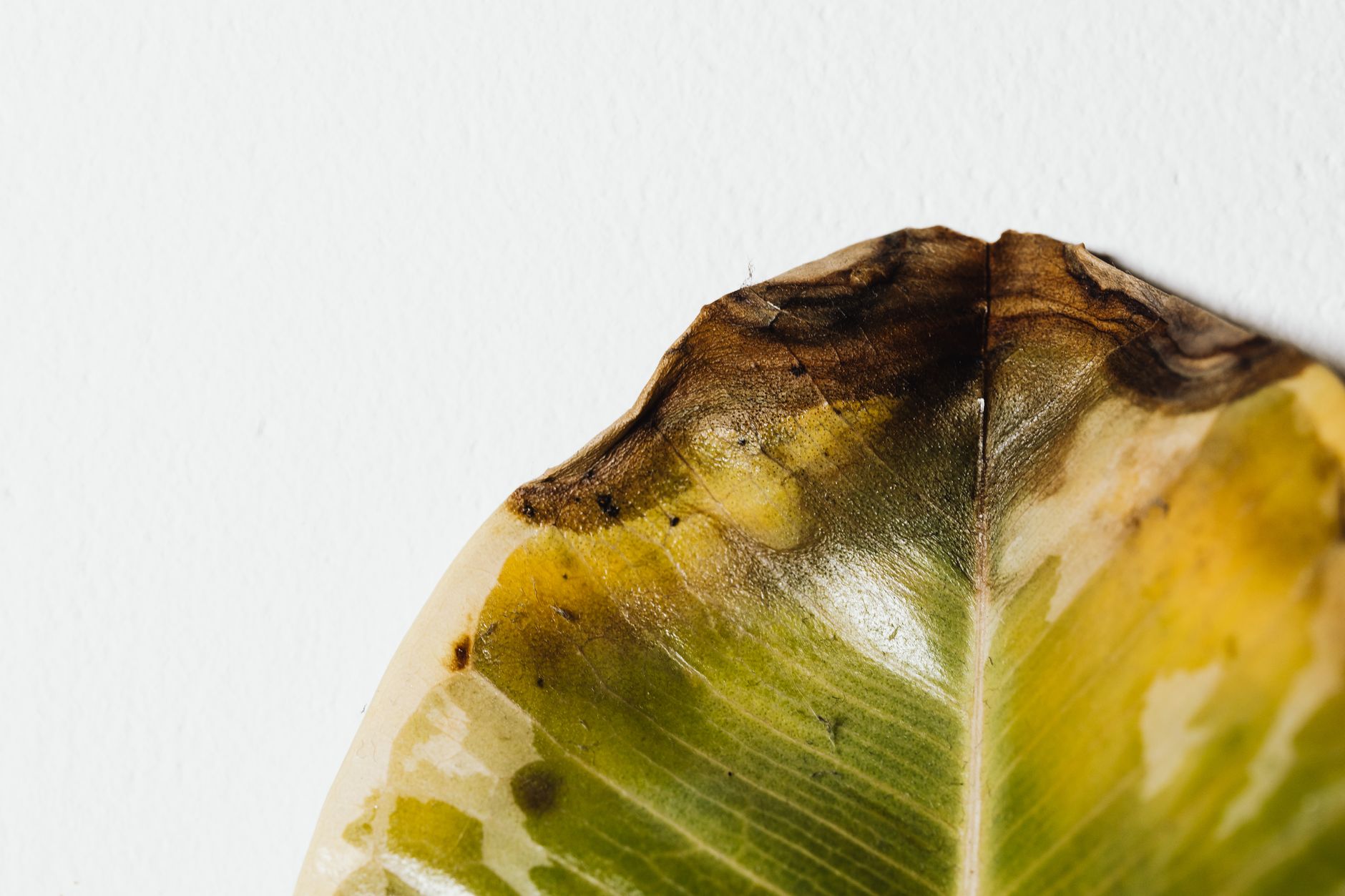 Fumaggine rimedi naturali: cause e soluzioni