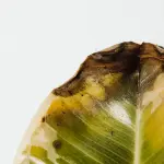 Fumaggine rimedi naturali: cause e soluzioni