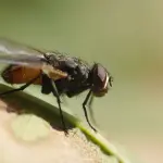 Rimedi per le mosche: metodi naturali efficaci