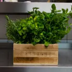 Come essiccare le erbe aromatiche e conservarle