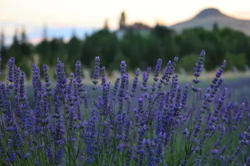 Lavanda in vaso: come coltivarla sul balcone