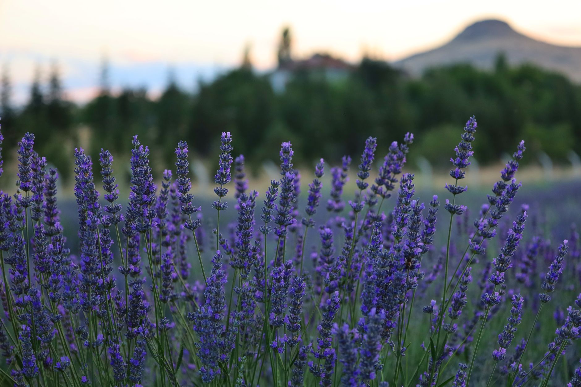 Lavanda in vaso: come coltivarla sul balcone