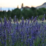 Lavanda in vaso: come coltivarla sul balcone