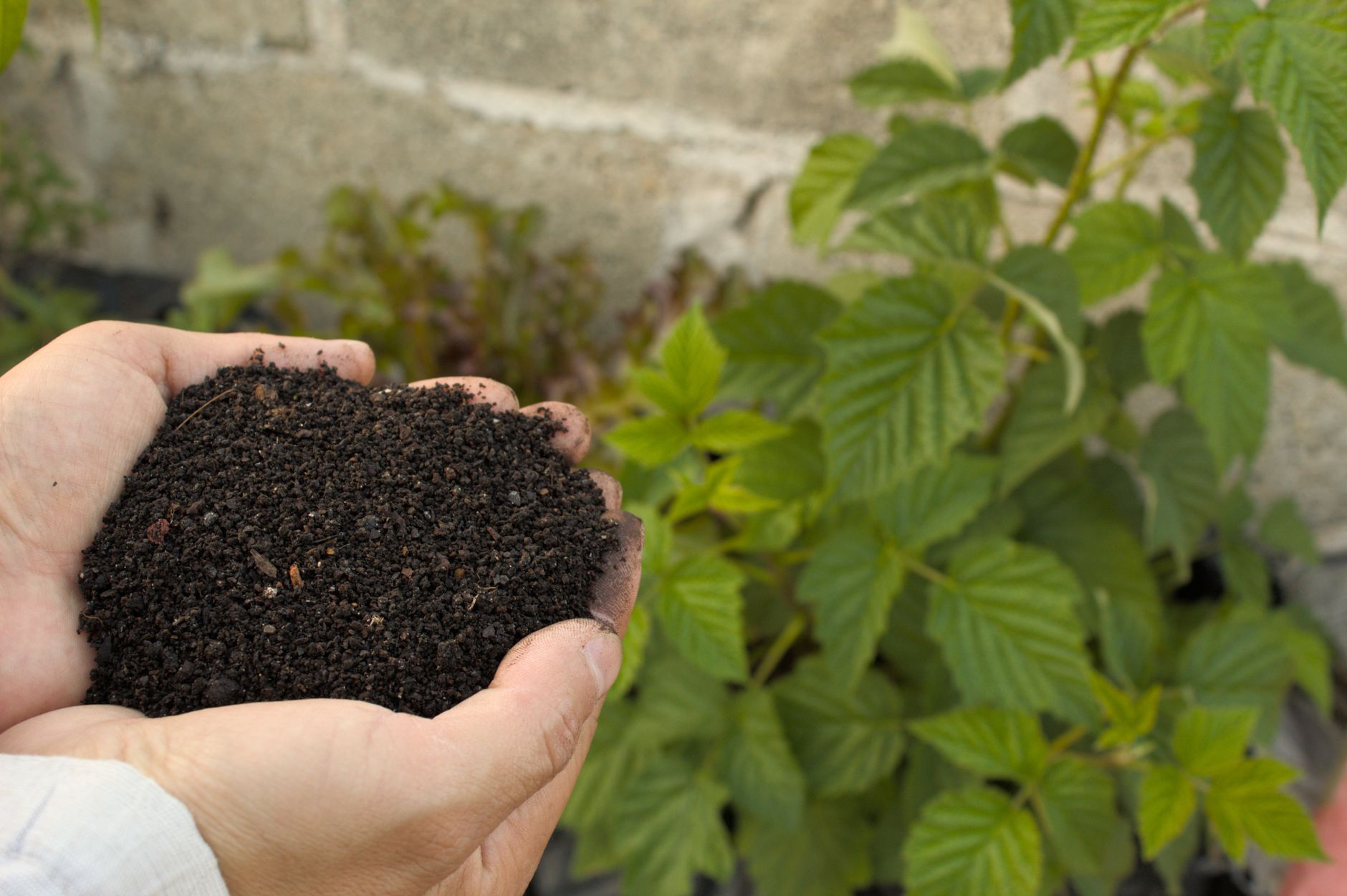 Vermicompost: come fare il compost con i lombrichi