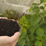 Vermicompost: come fare il compost con i lombrichi