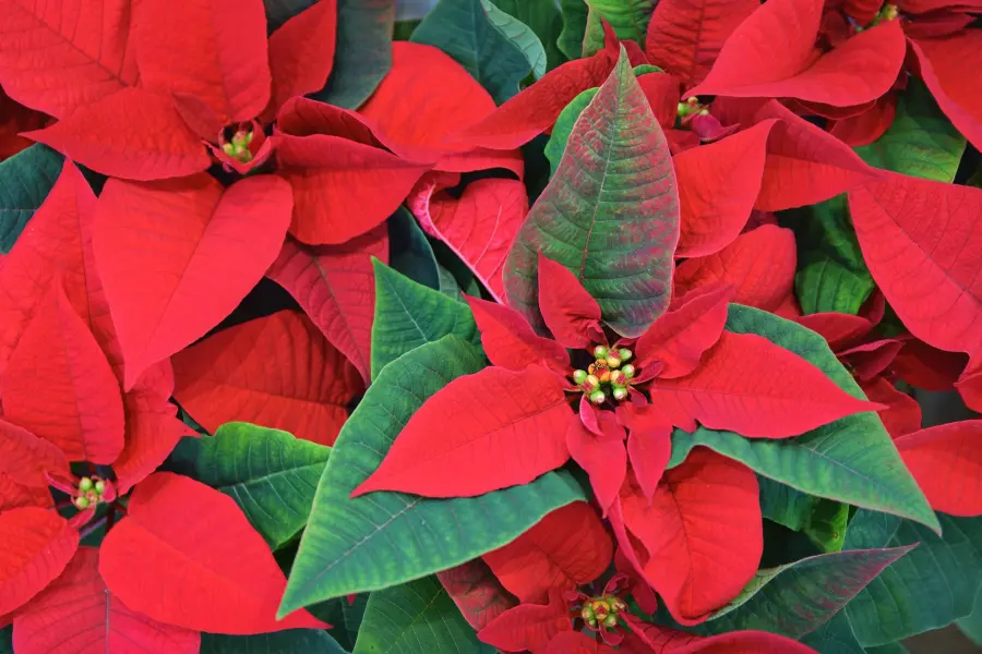 Pianta natalizia: le alternative alla stella di Natale