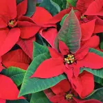 Pianta natalizia: le alternative alla stella di Natale