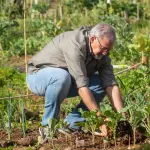 Vasi per l'orto: materiali e dimensioni da scegliere