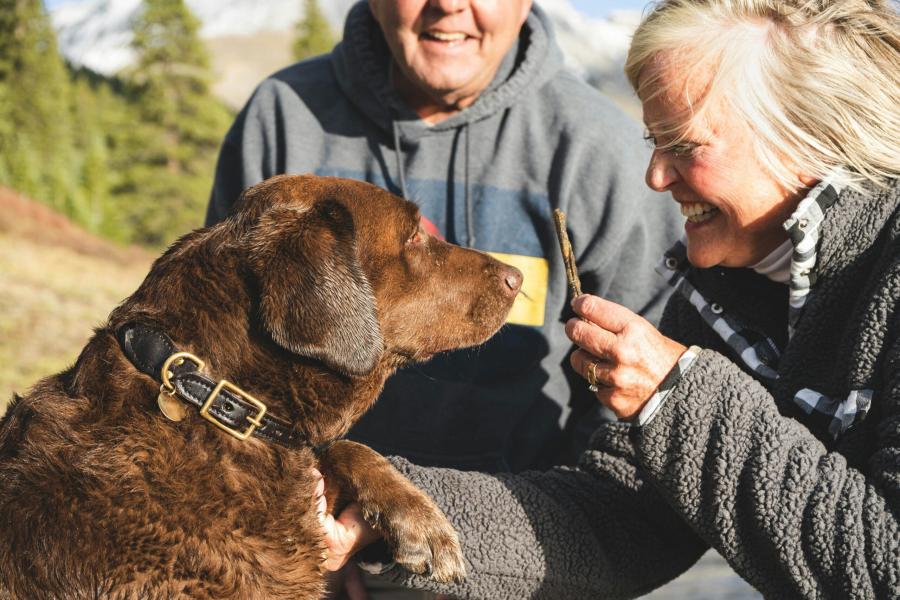 Come portare a spasso il cane in modo sicuro: gli strumenti da utilizzare