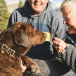 Come portare a spasso il cane in modo sicuro: gli strumenti da utilizzare