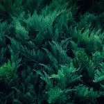 Cespugli sempreverdi: struttura e bassa manutenzione