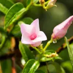 Dipladenia balcone cura: guida completa 2026