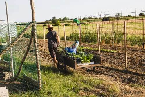 Orto sinergico: coltivare senza vangare né concimi
