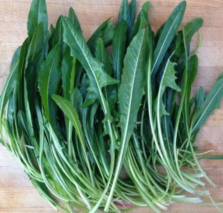 Cicoria, proprietà, usi e consigli